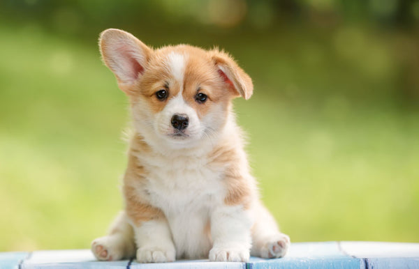 Cutest dog fashion breeds