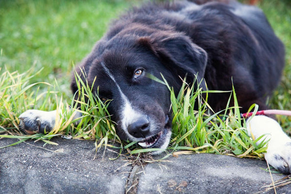 Why Do Dogs Eat Grass? | Paw Love