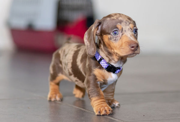 https://www.pawlovetreats.com/cdn/shop/articles/spotted-dachshund-puppy-portrait_600x.jpg?v=1631239161